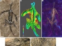 V. Ross et al., Paleontology, Vol 67, Issue 1, https://doi.org/10.1111/pala.12690