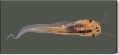 Kijanka platany szponiastej (Xenopus laevis)