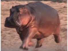 Hutchinson JR, Pringle EV. 2024. Footfall patterns and stride parameters of Common hippopotamus (Hippopotamus amphibius) on land. PeerJ 12:e17675 https://doi.org/10.7717/peerj.17675