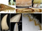 LeBlanc, A.R.H. et al. Iron-coated Komodo dragon teeth and the complex dental enamel of carnivorous reptiles. Nat Ecol Evol (2024), CC BY 4.0 https://creativecommons.org/licenses/by/4.0/