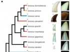 LeBlanc, A.R.H. et al. Iron-coated Komodo dragon teeth and the complex dental enamel of carnivorous reptiles. Nat Ecol Evol (2024), CC BY 4.0 https://creativecommons.org/licenses/by/4.0/