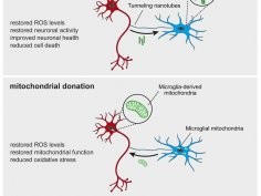 H. Scheiblich, M. T. Heneka, Microglia rescue neurons..., Neuron, DOI:https://doi.org/10.1016/j.neuron.2024.06.029