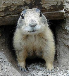 Nieświszczuk Gunnisona (Cynomys gunnisoni)