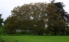 Orzech włoski (Juglans regia)