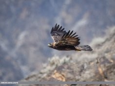 Imran Shah, Birds of Gilgit-Baltistan, Flickr, creativecommons.org/licenses/by-sa/2.0/