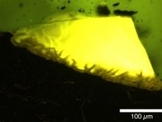 Klages JP et al. „First discovery of Antarctic amber”, Antarctic Science, doi:10.1017/S0954102024000208