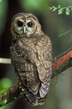 Strix occidentalis caurina