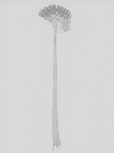 Tak wyglądało drzewo© Frank Mannolini, New York State Museum
