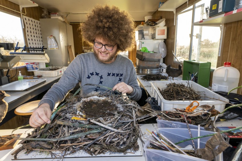 Plastik w gnieździe łyski pokazuje, jak zanieczyszczamy Ziemię i zmieniamy zachowania zwierząt