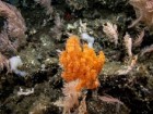 NOAA Ocean Exploration