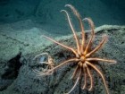 NOAA Ocean Exploration