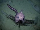 NOAA Ocean Exploration