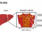 Masafumi Watanabe et al., Materials Today Bio, Volume 32, 2025, 101643, doi.org/10.1016/j.mtbio.2025.101643