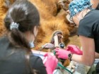 Lake Superior Zoo