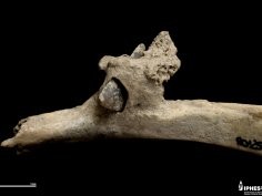 IPHES - Institut Català de Paleoecologia Humana i Evolució Social