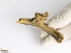 IPHES - Institut Català de Paleoecologia Humana i Evolució Social