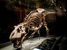 Naturalis Biodiversity Center