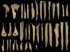 IPHES - Institut Català de Paleoecologia Humana i Evolució Social