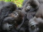 Dian Fossey Gorilla Fund