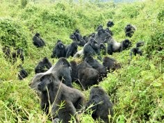 Dian Fossey Gorilla Fund