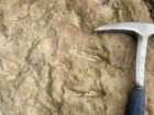 P. Szrek, Państwowy Instytut Geologiczny-Państwowy Instytut Badawczy