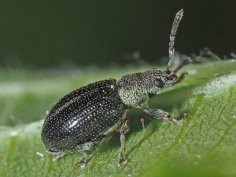 Felix Riegel, iNaturalist.org, https://creativecommons.org/licenses/by-nc/4.0/