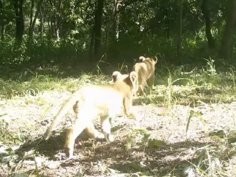 Wildlife Conservation Society