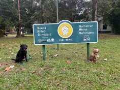 Working Dogs for Conservation