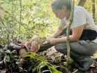 Working Dogs for Conservation