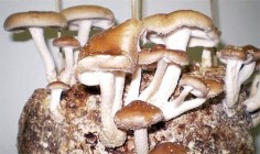 Grzyby shiitake