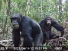 Aleksey Maro/UC Berkeley, Tai Chimpanzee Project