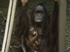 Chester Zoo