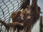 Chester Zoo