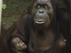 Chester Zoo