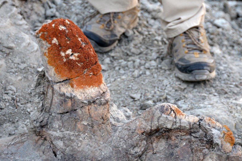 Drony pomagają w odnajdowaniu kości dinozaurów. Wszystko dzięki porostom