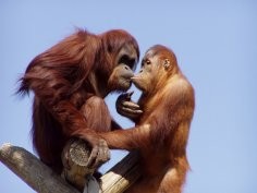 Mandy Lackey, Flickr