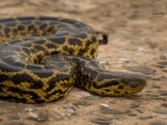 Alfredo Sabaliauskas, CC BY-NC, iNaturalist.org