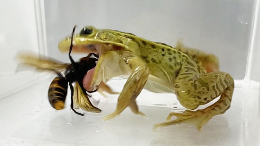 Szerszeń azjatycki kontra żaba. Jak płaz radzi sobie z dużym owadem