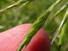 Bromus japonicus