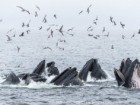 North Coast Cetacean Society