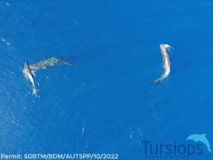 Tursiops