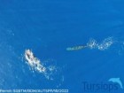 Tursiops
