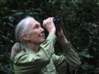 the Jane Goodall Institute unrestricted JGI use