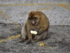 Martin Nicourt/Gibraltar Macaques Project