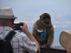 Martin Nicourt/Gibraltar Macaques Project
