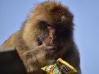 Martin Nicourt/Gibraltar Macaques Project