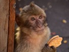 Martin Nicourt/Gibraltar Macaques Project