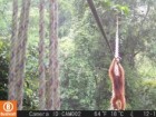Sumatran Orangutan Society