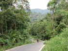 Sumatran Orangutan Society