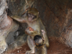 Martin Nicourt/Gibraltar Macaques Project